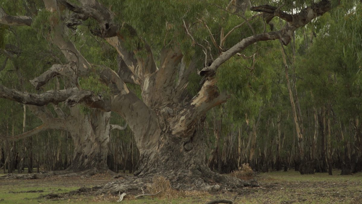 Old red river river gum